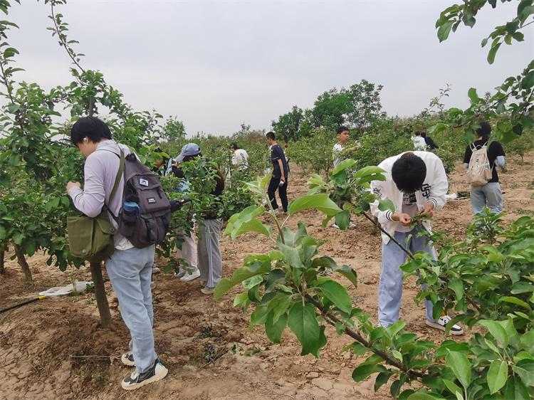 750-5. 学生们在果园认真进行害虫调查.jpg