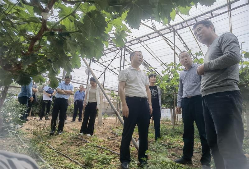 8007.考察白灵村泰丰农业园区产业基地.jpg